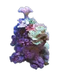 Кораллы на прозрачном фоне