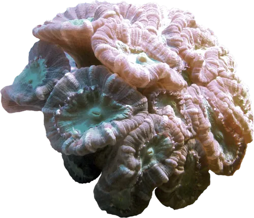 Кораллы на прозрачном фоне PNG / WEBP